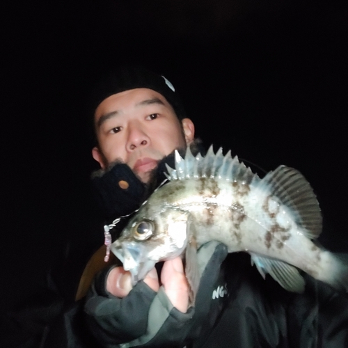 シロメバルの釣果