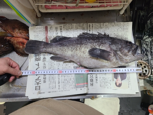 クロソイの釣果