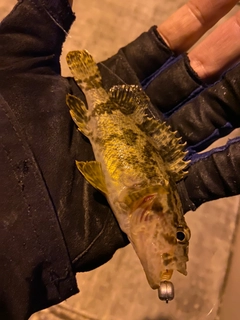 タケノコメバルの釣果