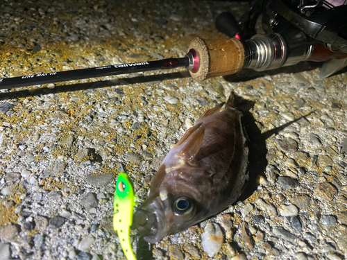 メバルの釣果