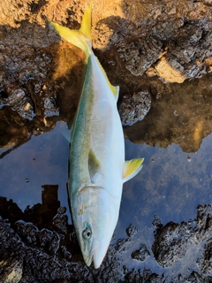 メジロの釣果