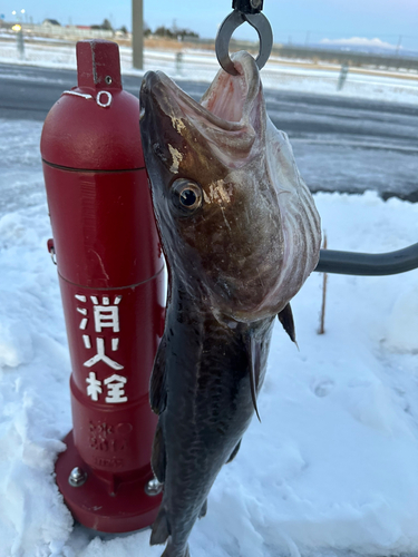 タラの釣果