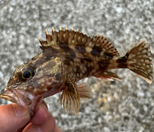 カサゴの釣果