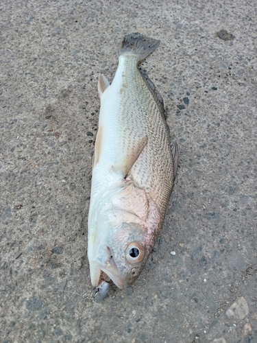 イシモチの釣果