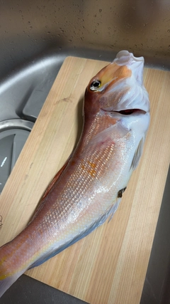 アマダイの釣果