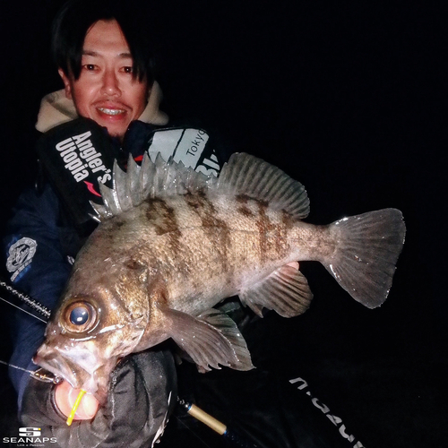 シロメバルの釣果