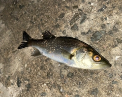 セイゴ（マルスズキ）の釣果