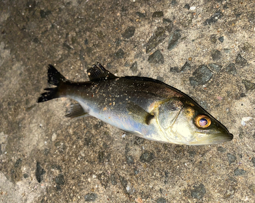 セイゴ（マルスズキ）の釣果