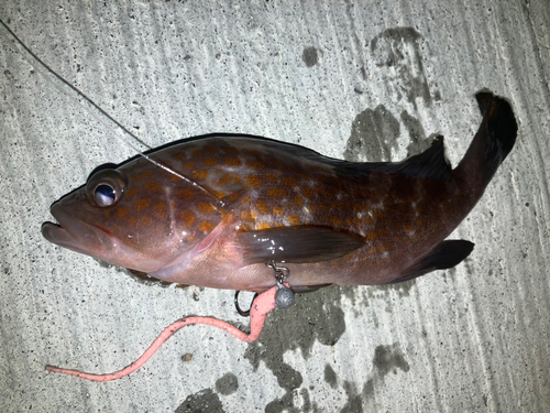 アコウの釣果