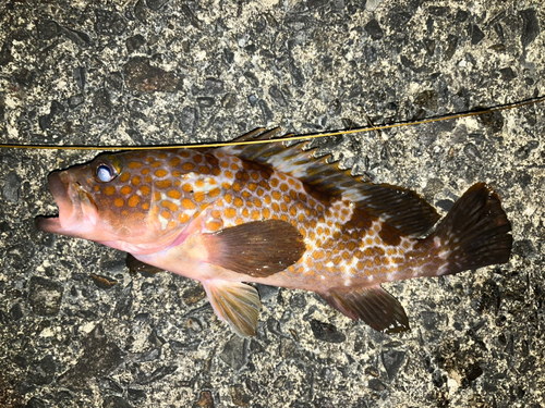 アコウの釣果