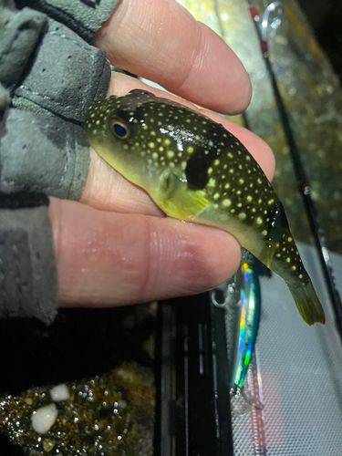 クサフグの釣果