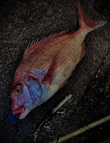 マダイの釣果