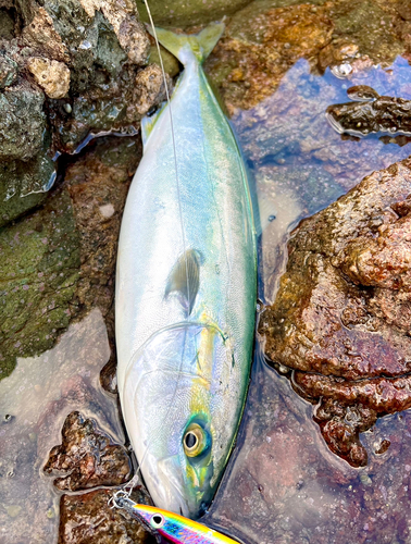 イナダの釣果