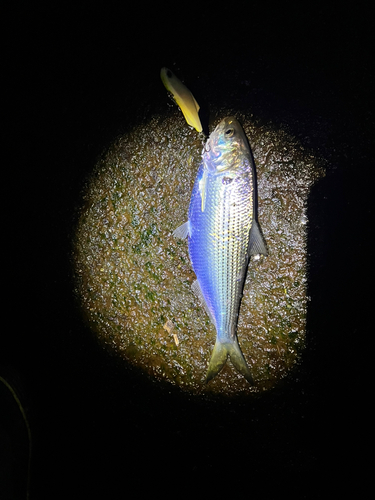 コノシロの釣果