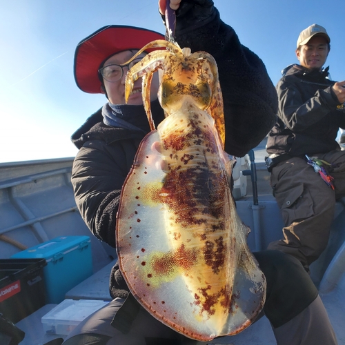 アオリイカの釣果