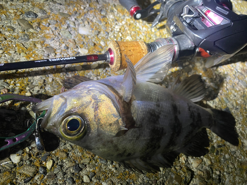 メバルの釣果