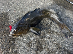 アイナメの釣果