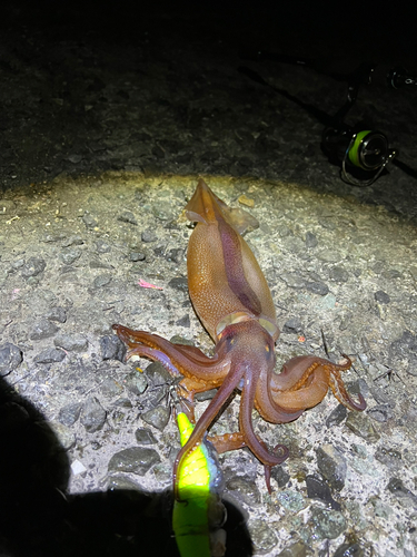 スルメイカの釣果