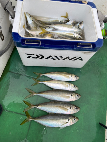 アジの釣果