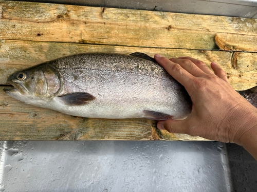 ニジマスの釣果