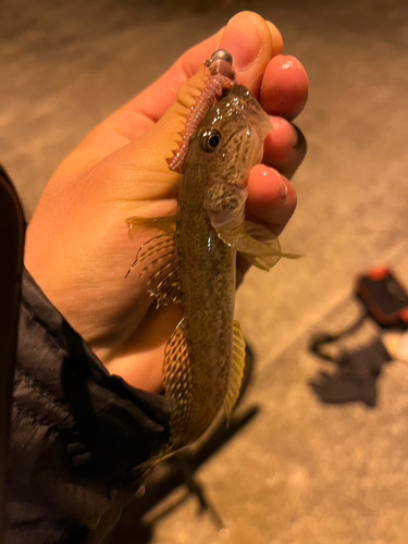 マハゼの釣果