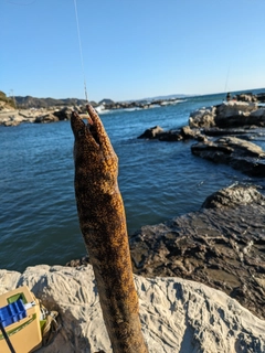 ウツボの釣果