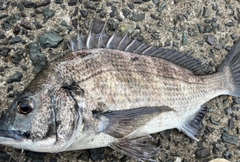 クロダイの釣果