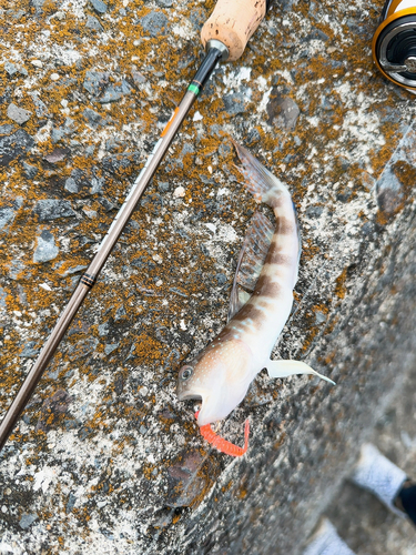 アナハゼの釣果