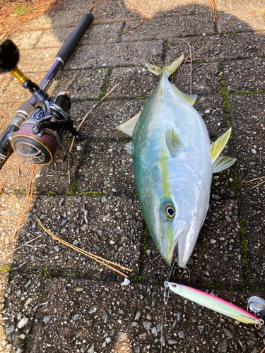 ハマチの釣果