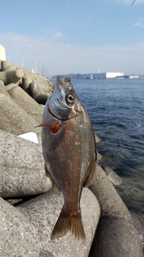 ウミタナゴの釣果