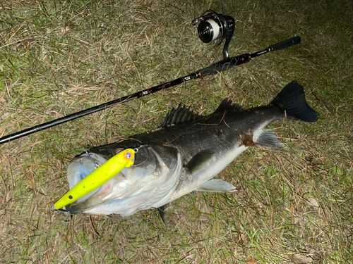 シーバスの釣果