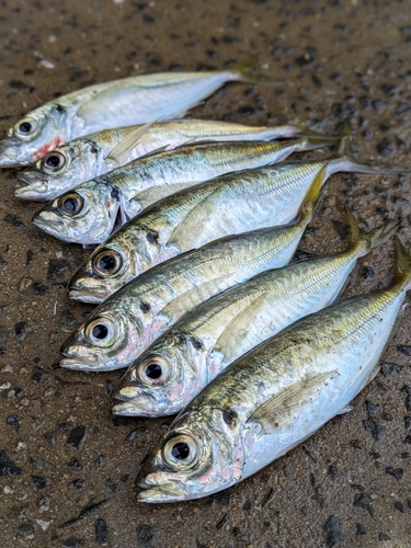 アジの釣果