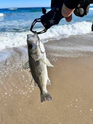 セイゴ（マルスズキ）の釣果