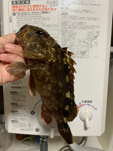 カサゴの釣果