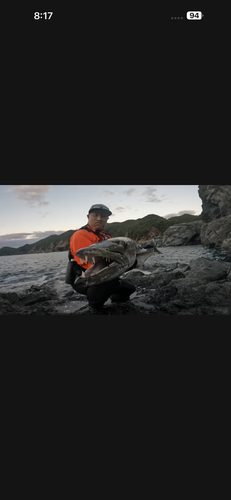 オニカマスの釣果