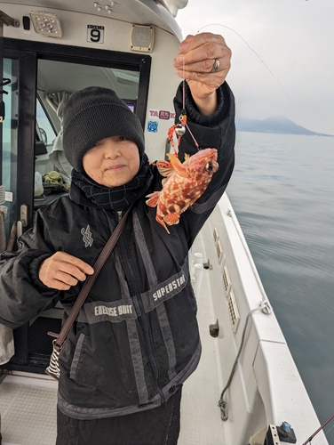 アラカブの釣果