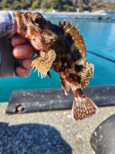 カサゴの釣果