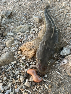 ミナミマゴチの釣果