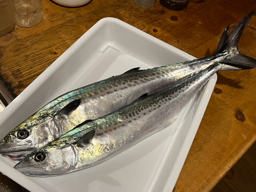 サゴシの釣果