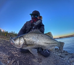 ヒラスズキの釣果