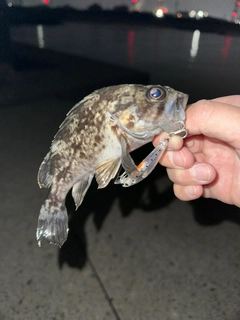 タケノコメバルの釣果