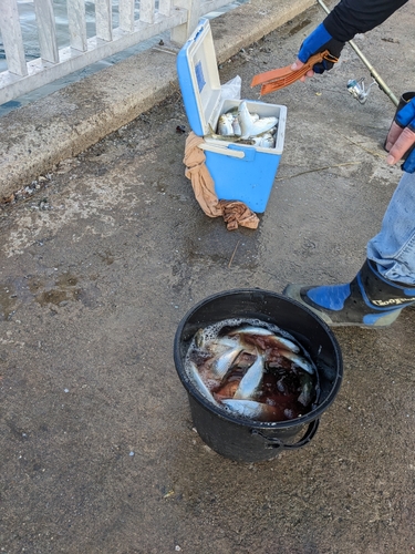 カタボシイワシの釣果