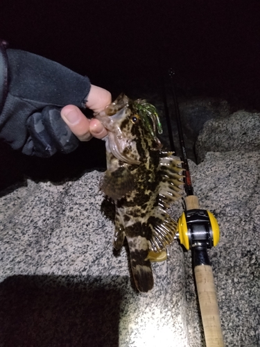 タケノコメバルの釣果