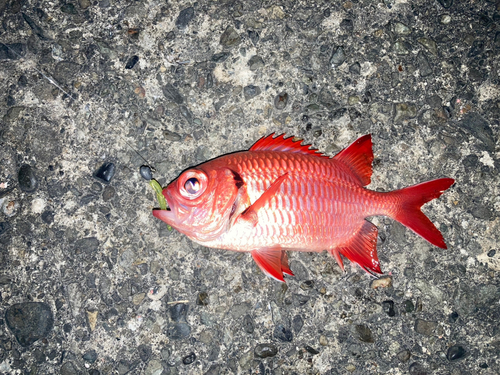 ツマリマツカサの釣果