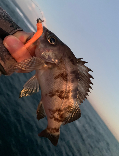 メバルの釣果