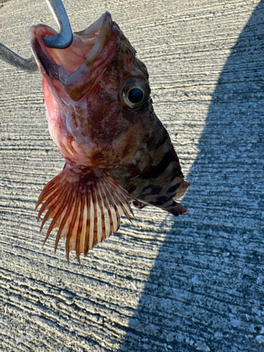 カサゴの釣果