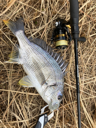 キビレの釣果