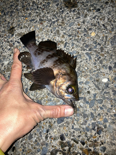 メバルの釣果