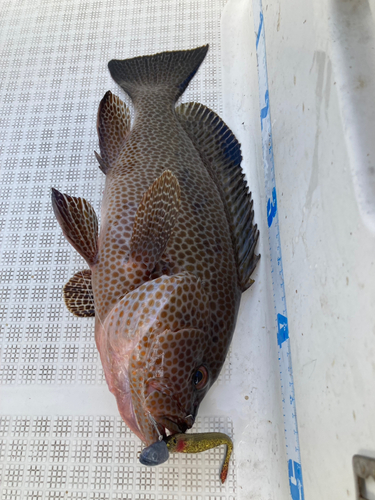 オオモンハタの釣果