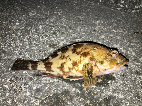 カサゴの釣果